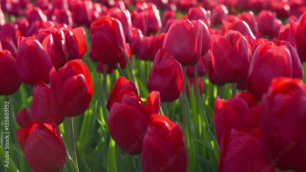 Lots of blossoming tulips planted in a line. Holland tulip field. Lots of blossoming tulips planted in a line. Holland tulip field.