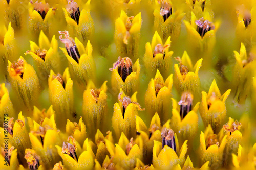 Macro texture core of sun flower, sunflower close-up