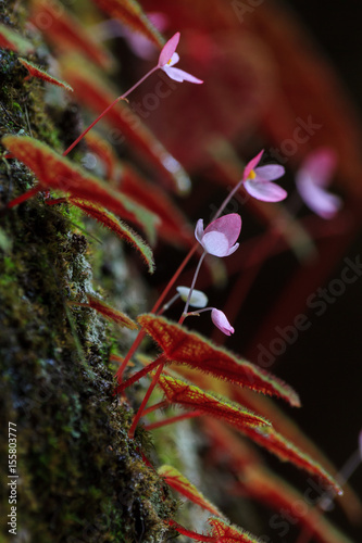 closeup of Begonia plant in the nature, Phu Hin Rong Kla National Park, Phitsanulok, Thailand