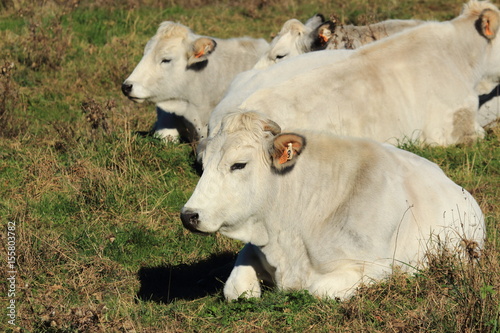 mucca razza romagnola photo