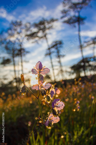 Soft Focus sweet purple flowers and pine tree forest with sunset light on Phu Soi Dao National Park, Thailand