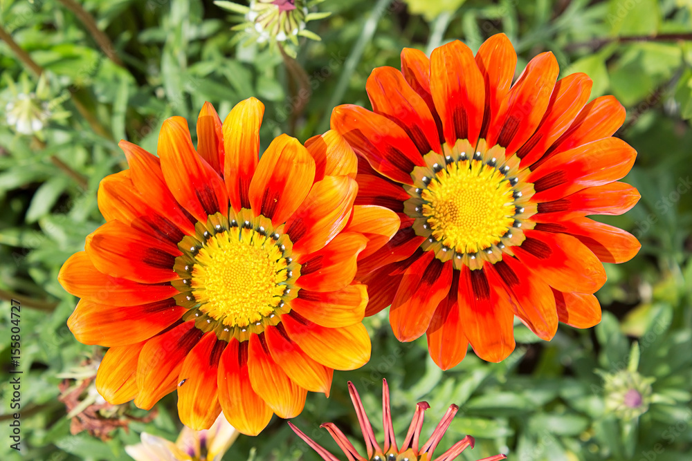 Two large orange flowers with a yellow core background Two large orange flowers with a yellow core background