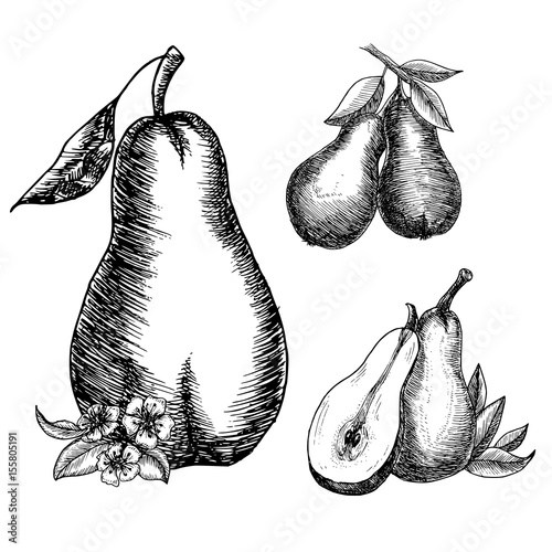 Hand drawn pears