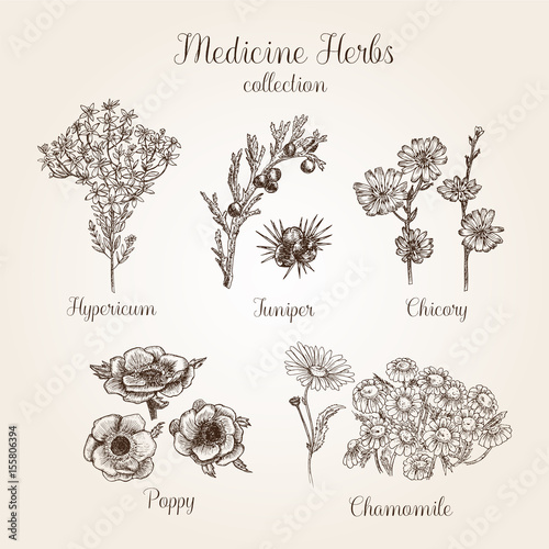 Hand drawn medicine herbs