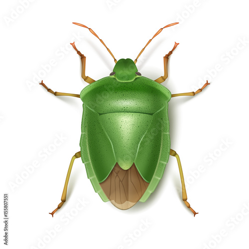 Green stink bug