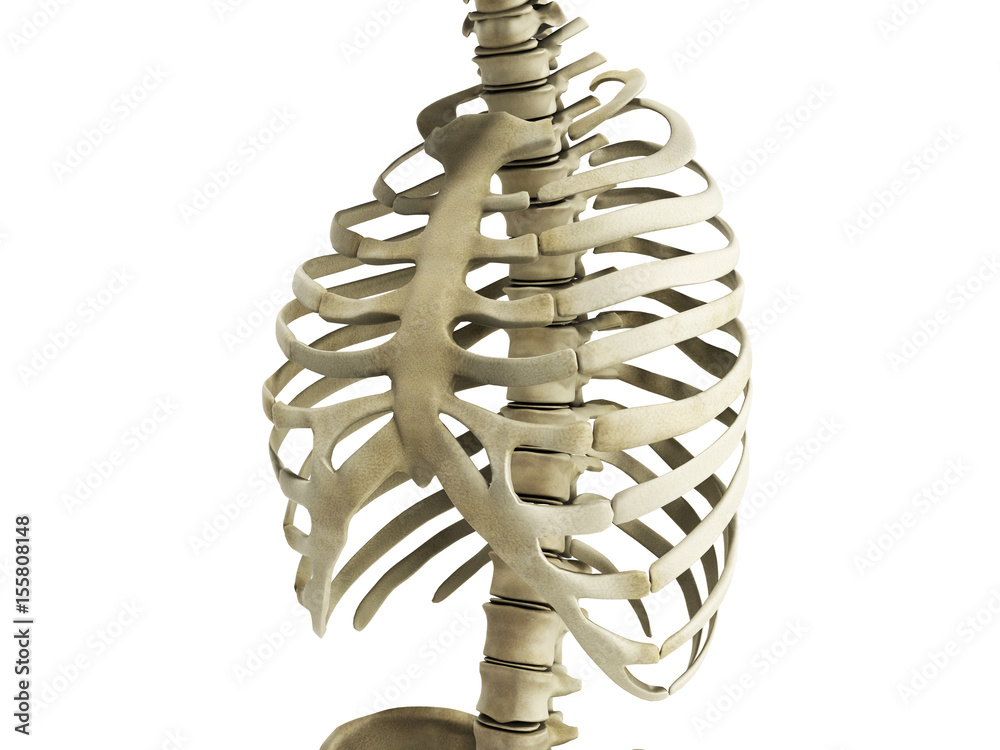 vertebral column and ribs