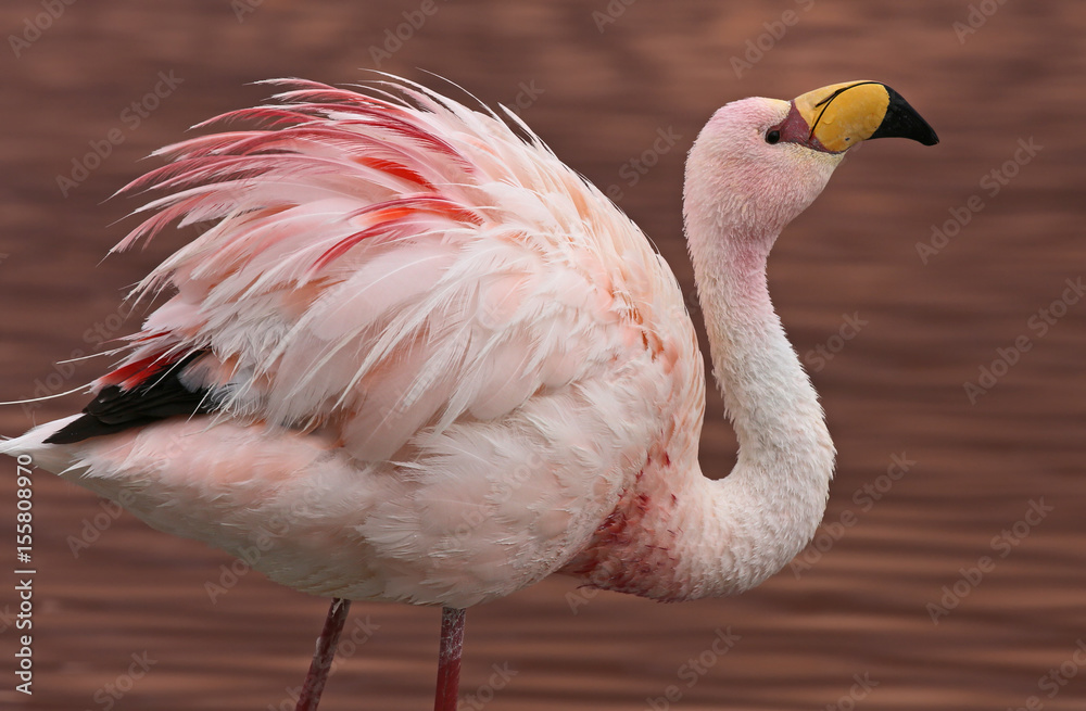 Obraz premium James Flamingo (Phoenicoparrus jamesi) at Laguna Colorada (Bolivia)