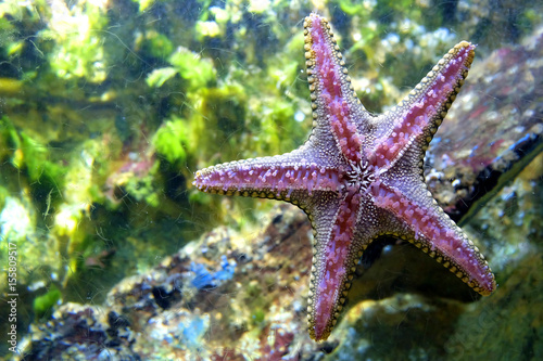 five arm starfish sea star sticks to glass shows lower surface