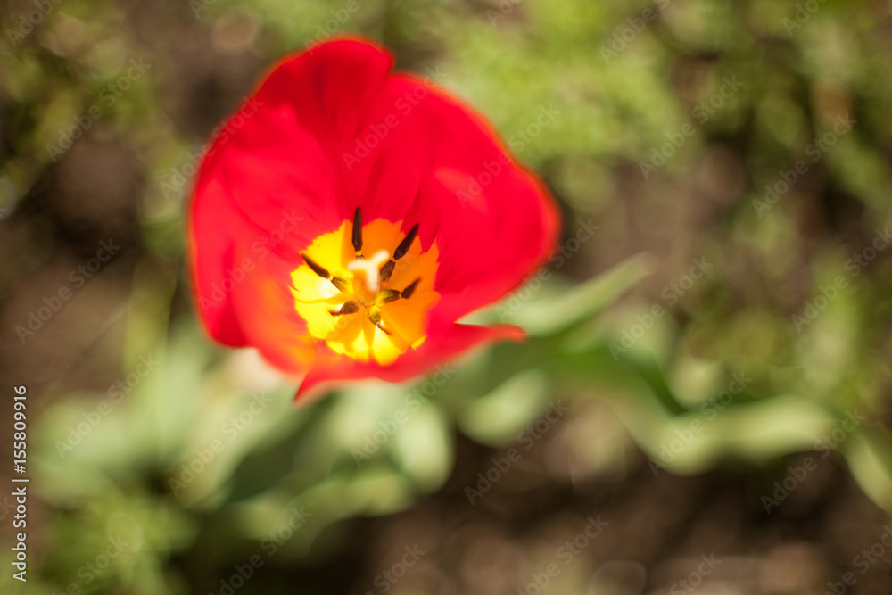 Flowers tulips are red-yellow on a background of green Flowers tulips are red-yellow on a background of green