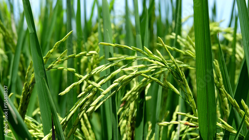 close up of green rice field