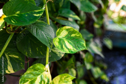 Devil's ivy - Golden Pothos photo