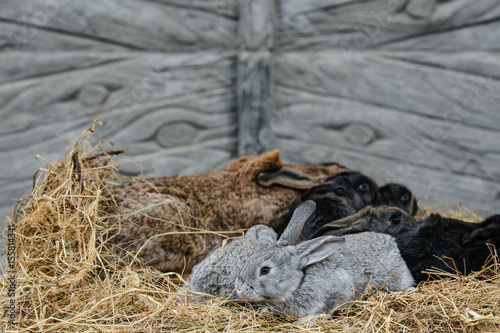 Fototapeta Naklejka Na Ścianę i Meble -  A group of young rabbits in the hutch