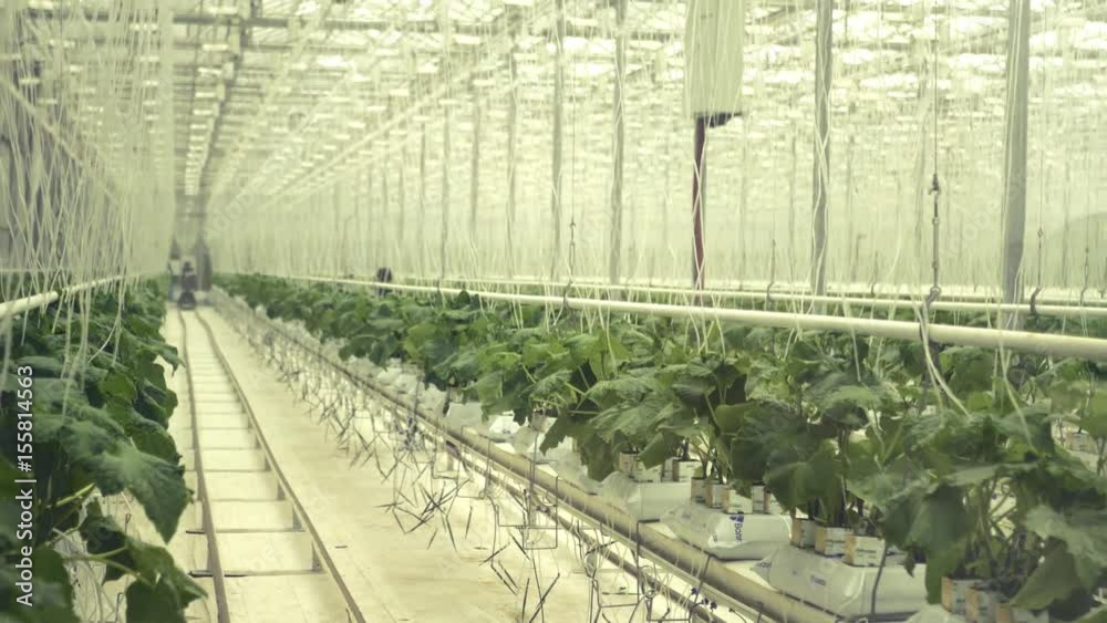 Large light greenhouse with rows of fresh cucumbers. 4k, 3840x2160. HD