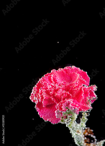 carnations flowers on a black background