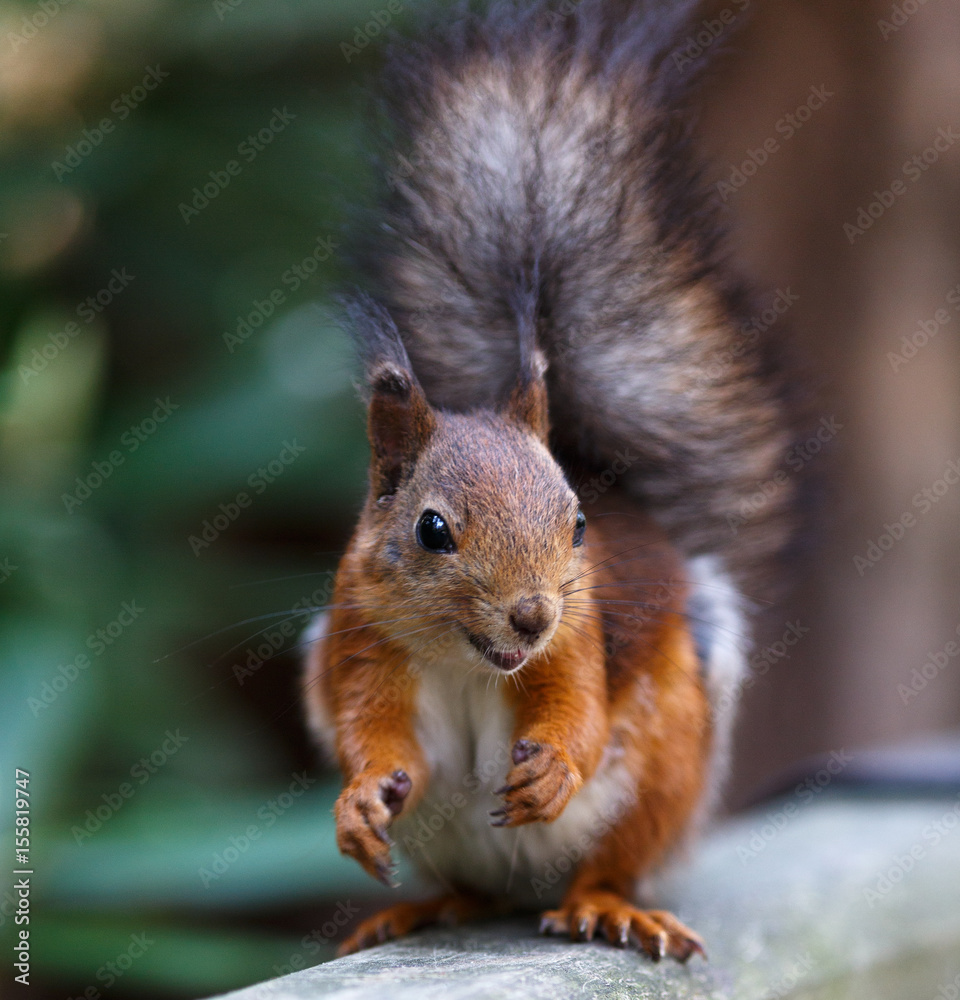 Fototapeta premium Red squirrel