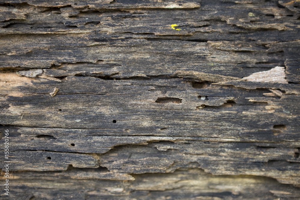 Closeup old damage wood texture, termite damage wood floor Stock Photo |  Adobe Stock