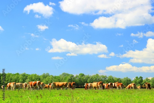 Cows herd © Simun Ascic
