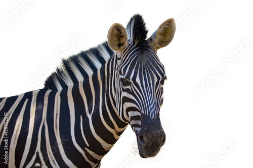 Image of an zebra on white background. wild animals.