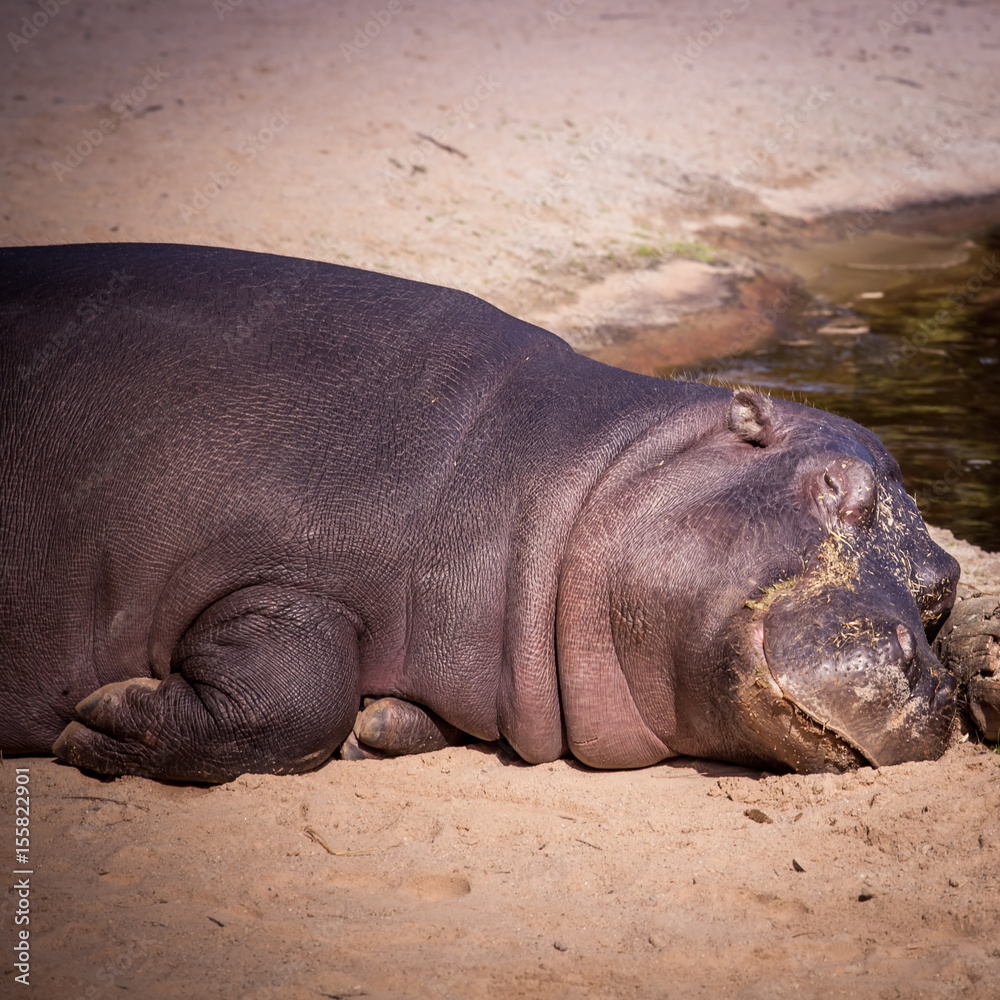 Large hippo laying in the sand. Hippopotamus is a large omnivorous mammal Large hippo laying in the sand. Hippopotamus is a large omnivorous mammal