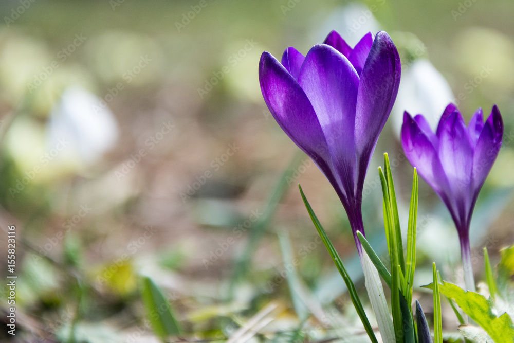 Saffron Saffron