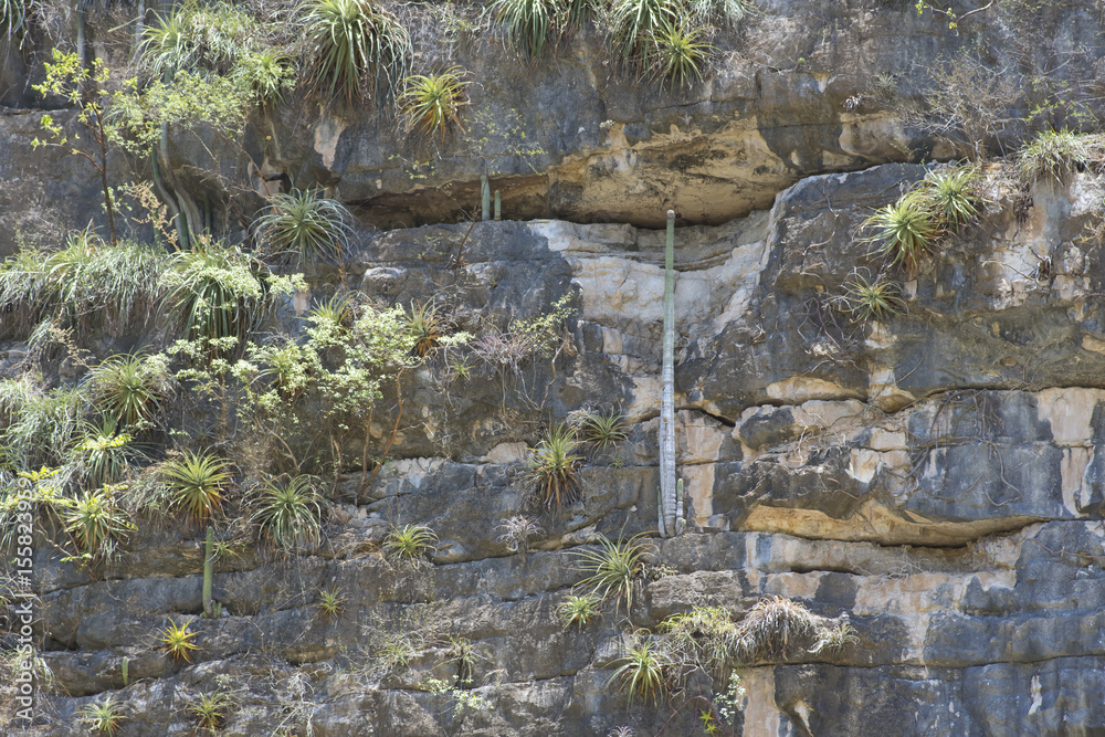 Cacti and bromeliads growing on cliff wall Cacti and bromeliads growing on cliff wall