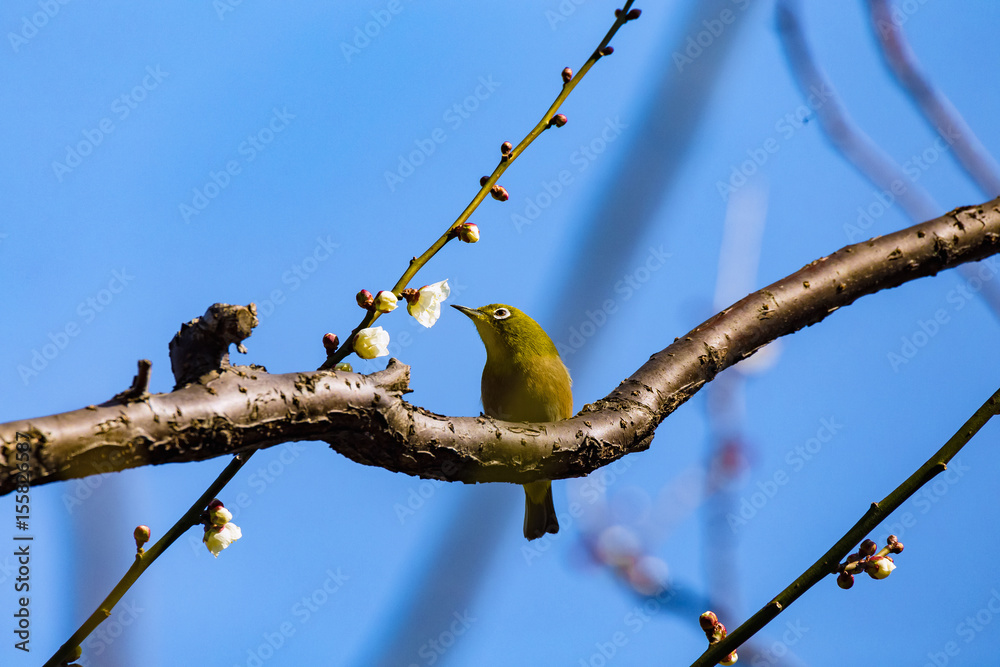 Fototapeta premium The Japanese White-eye and white plum blossoms. Located in Tokyo Prefecture Japan.