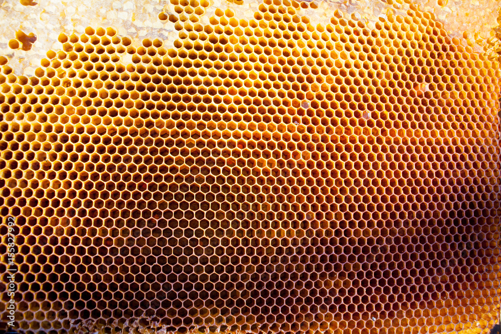 Background texture and pattern of a section of wax honeycomb Background texture and pattern of a section of wax honeycomb