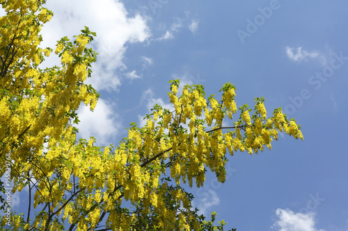 Blühender Godregen (Laburnum)