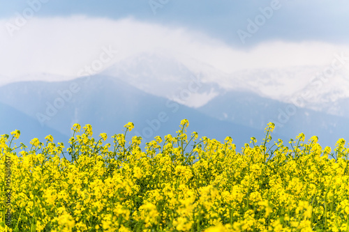 Yellow rapeseed field in the country with a cloudy mountain in the background