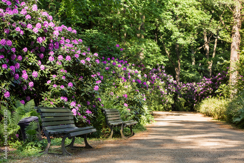 Fototapeta Naklejka Na Ścianę i Meble -  sunny path through green park with benches and blooming rhododendron shrubs