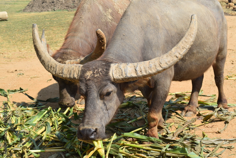 Obraz premium Ankole Longhorn