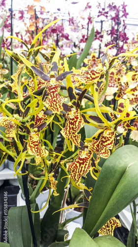 Cambria orchid. Banfieldara Gilded Tower 'Mystic Maze'. photo