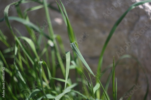 grass