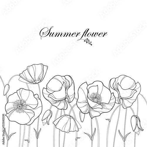 Fototapeta Naklejka Na Ścianę i Meble -  Vector border with outline Poppy flower and bud in black isolated on white background. Floral elements in contour style with poppy for summer design and coloring book. Symbol of Remembrance Day.