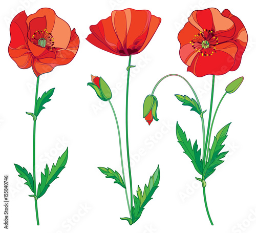 Fototapeta Naklejka Na Ścianę i Meble -  Vector set with outline red Poppy flower, bud and green leaves isolated on white background. Floral elements in contour style with poppy for summer design. Symbol of Remembrance Day.