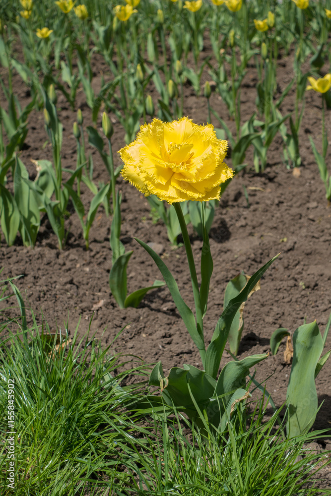 Double fringed bright yellow flower of tulip