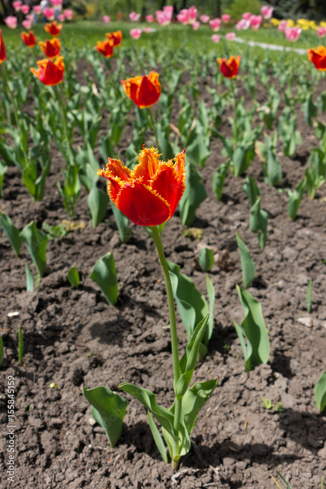 Red fringed tulip flower with yellow petal edge Red fringed tulip flower with yellow petal edge