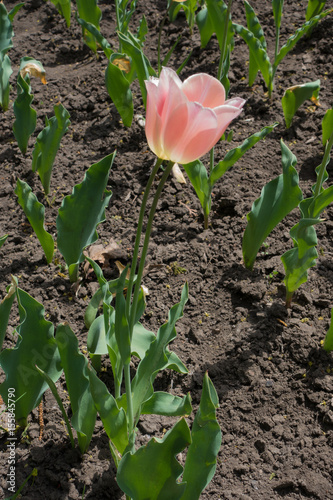 Two pastel pink tulips in spring garden