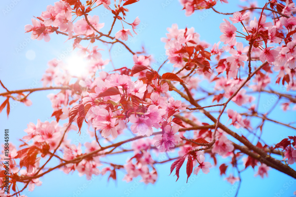 Rosa Kirschblüten zu Frühling und Kirschblütenfest Rosa Kirschblüten zu Frühling und Kirschblütenfest