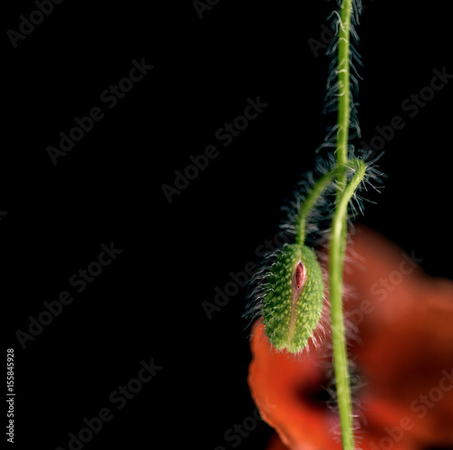 poppy flowers, poppy, motley poppy flowers photo