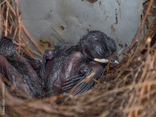 Baby Pigeon Nest In Load Panel Box Stock Photo Adobe Stock Baby Pigeon Nest In Load Panel Box Stock Photo Adobe Stock