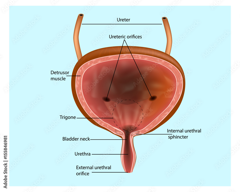 Urinary system Bladder. Anatomical structure of the bladder Stock