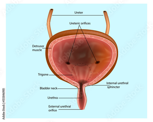Urinary system- Bladder. Anatomical structure of the bladder photo