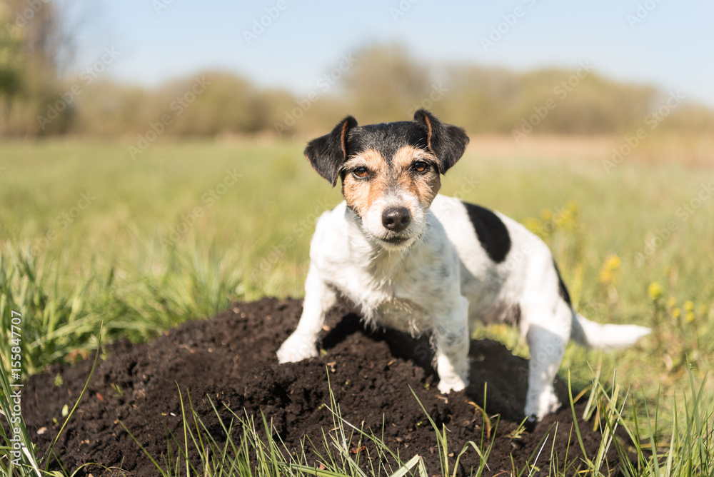 Dog sits on a molehill - Jack Russell Terrier 7 years old