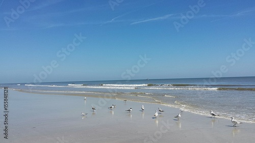 Seagulls on the beach in Atlantic coast of North Florida 