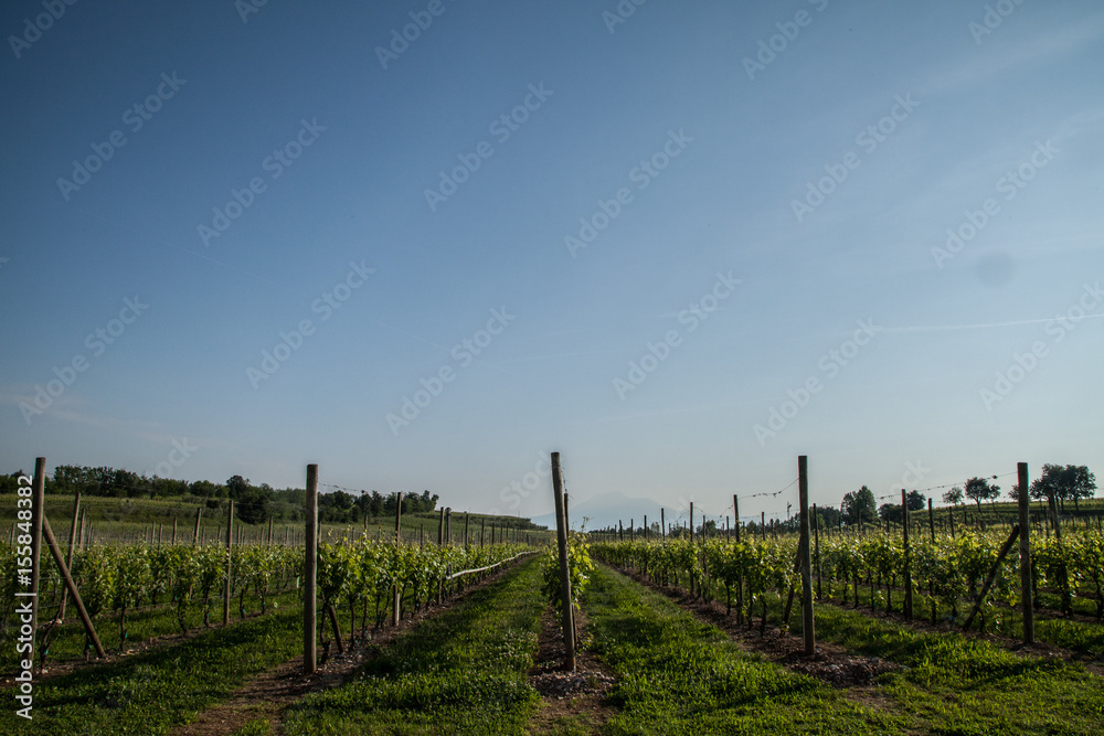 Wineyard in Pozzolengo, Italy