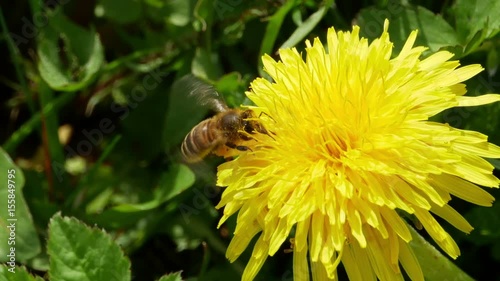 Honey bee hovering and landing on a dandelion to gather pollen.
