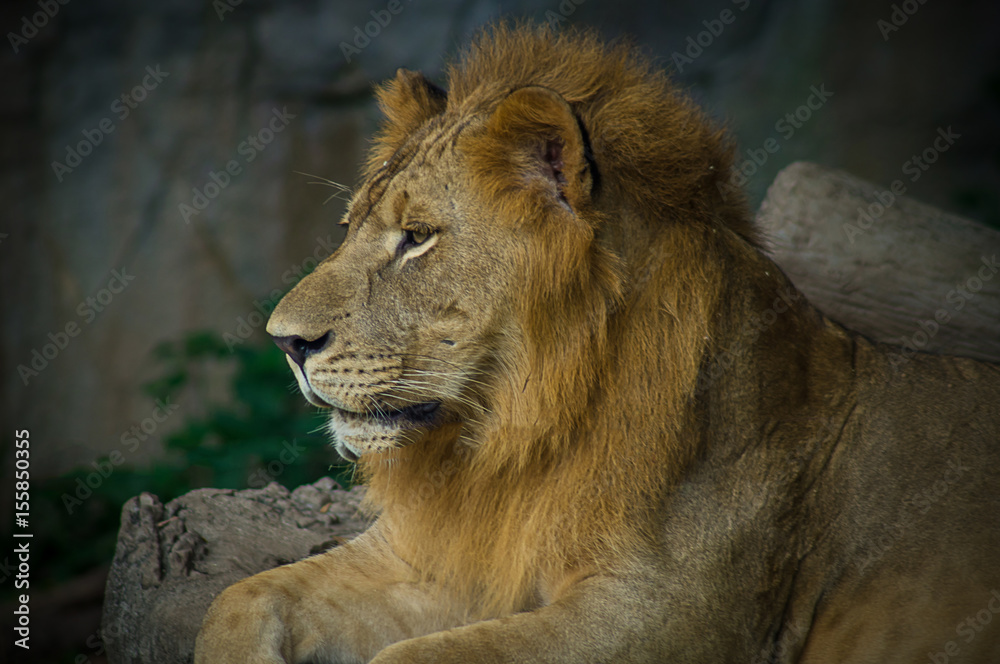 lion, mammal, africa, black, pride, portrait, dangerous, cat, king, predator, mane, background, wild, nature, big, animal, safari, wildlife lion, mammal, africa, black, pride, portrait, dangerous, cat, king, predator, mane, background, wild, nature, big, animal, safari, wildlife