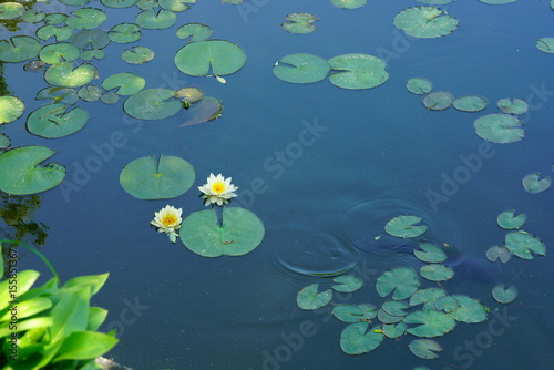 pond lily (수련)