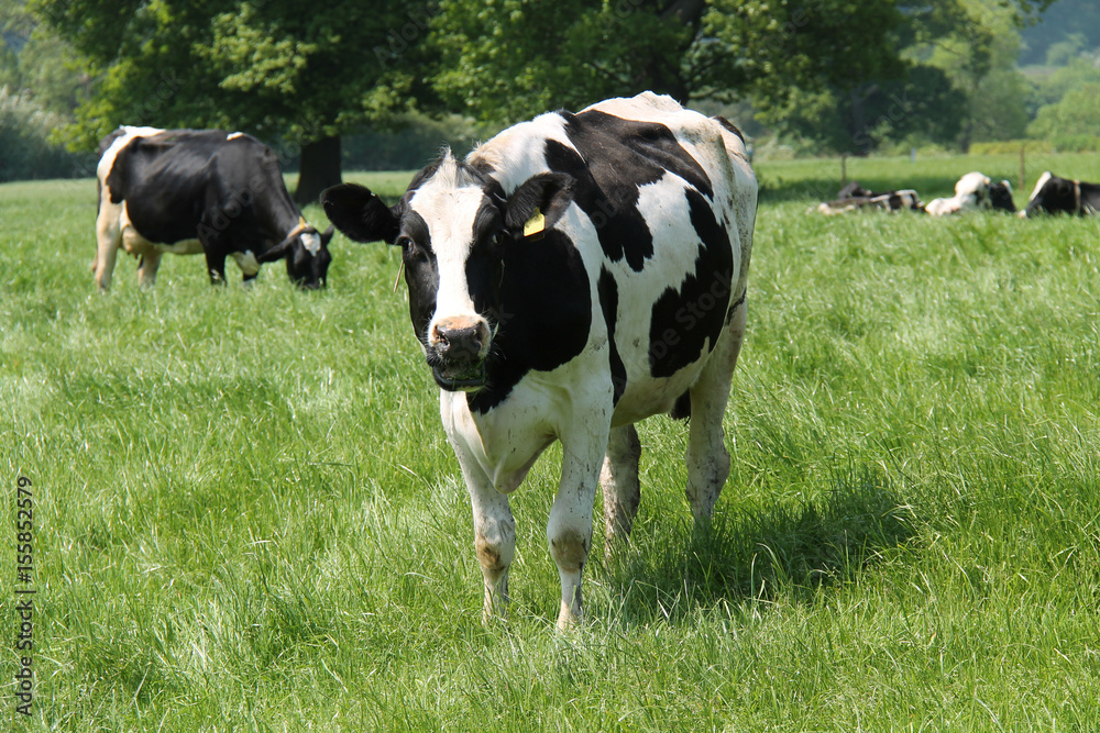 A Black and White Dairy Cow in a Farm Meadow. A Black and White Dairy Cow in a Farm Meadow.